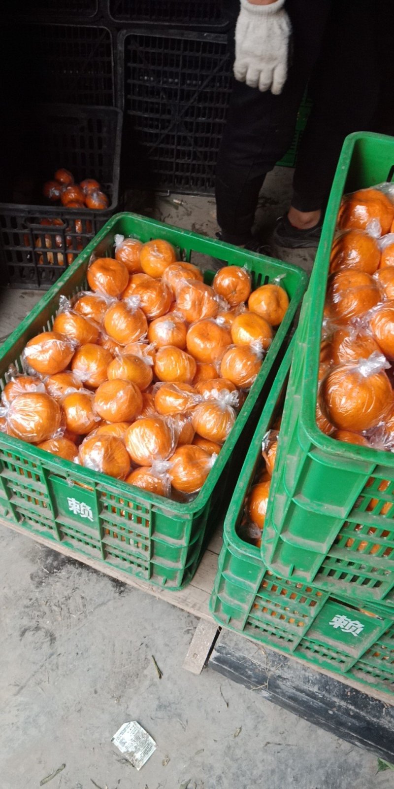 湖南湘西优质椪柑~货源充足大量上市颜色漂亮口感味甜