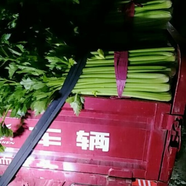 西芹大量上市，可持续到年底好货不等人