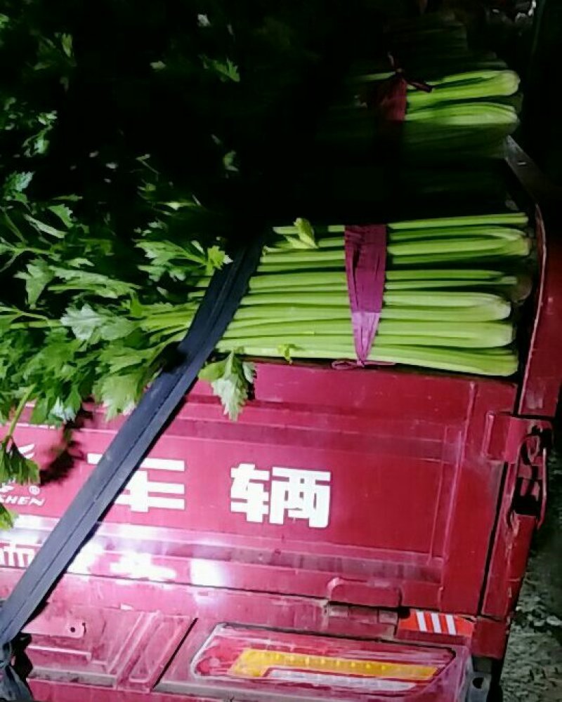西芹大量上市，可持续到年底好货不等人