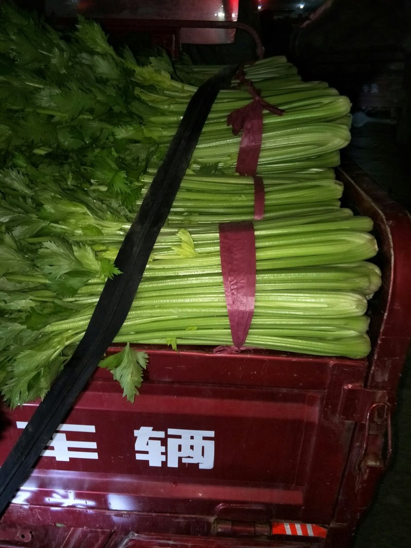 西芹大量上市，可持续到年底好货不等人