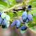 蓝靛果苗，当年栽当年结果苗，品种纯正，亩产高，保湿包邮。