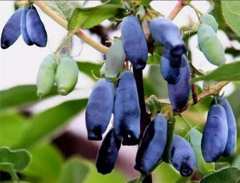 蓝靛果苗，当年栽当年结果苗，品种纯正，亩产高，保湿包邮。