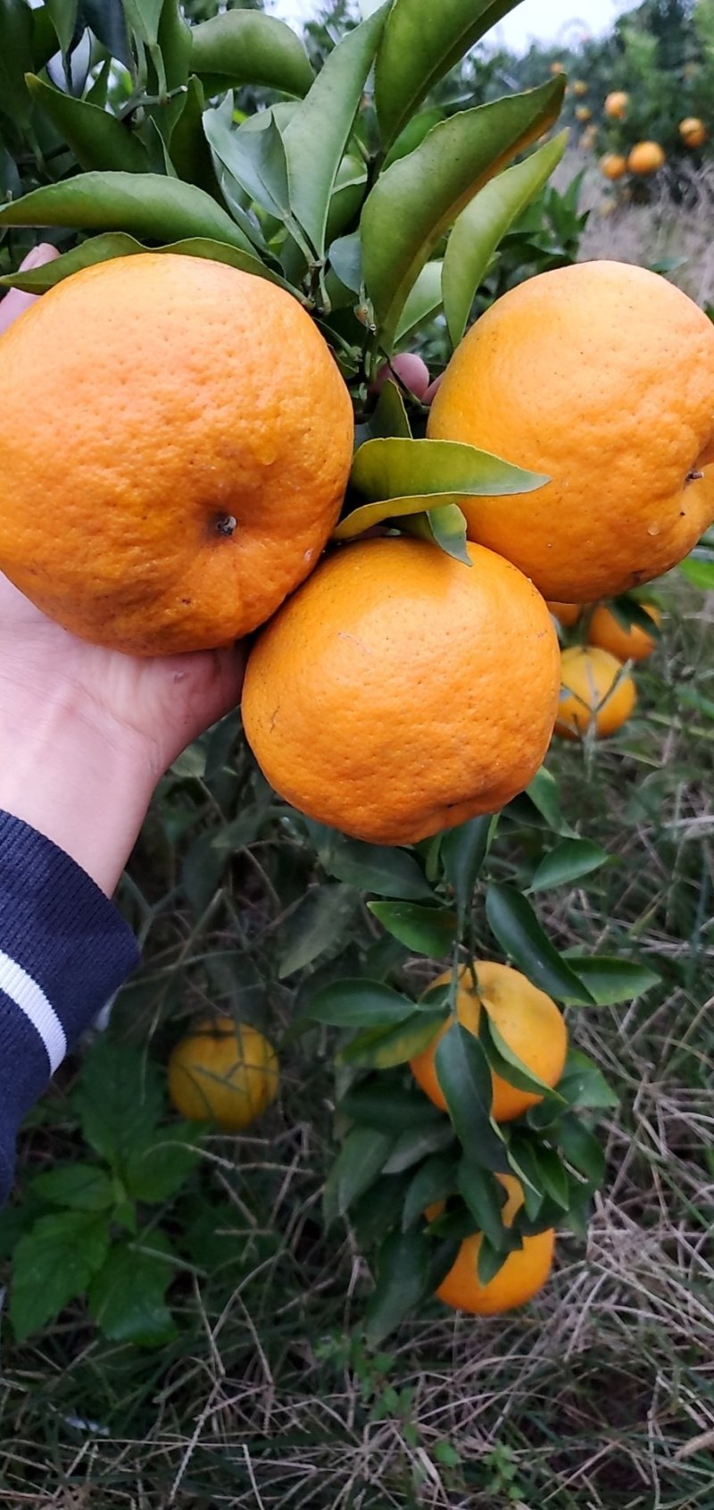 耙耙柑，个头大，味纯甜，颜色红，果面干净