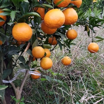 耙耙柑，个头大，味纯甜，颜色红，果面干净