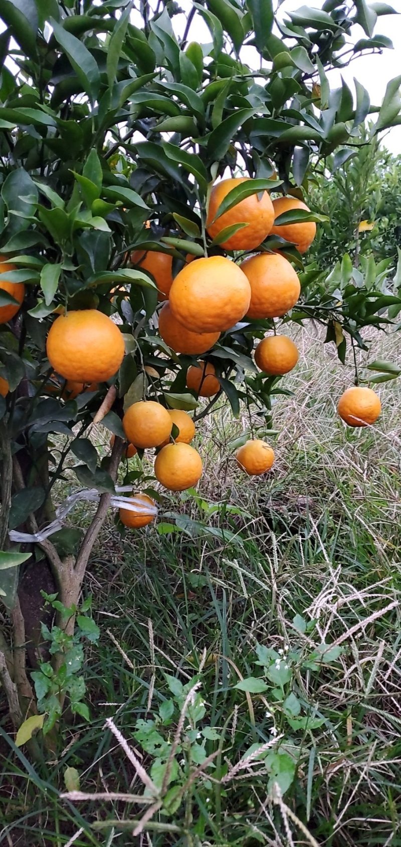 耙耙柑，个头大，味纯甜，颜色红，果面干净
