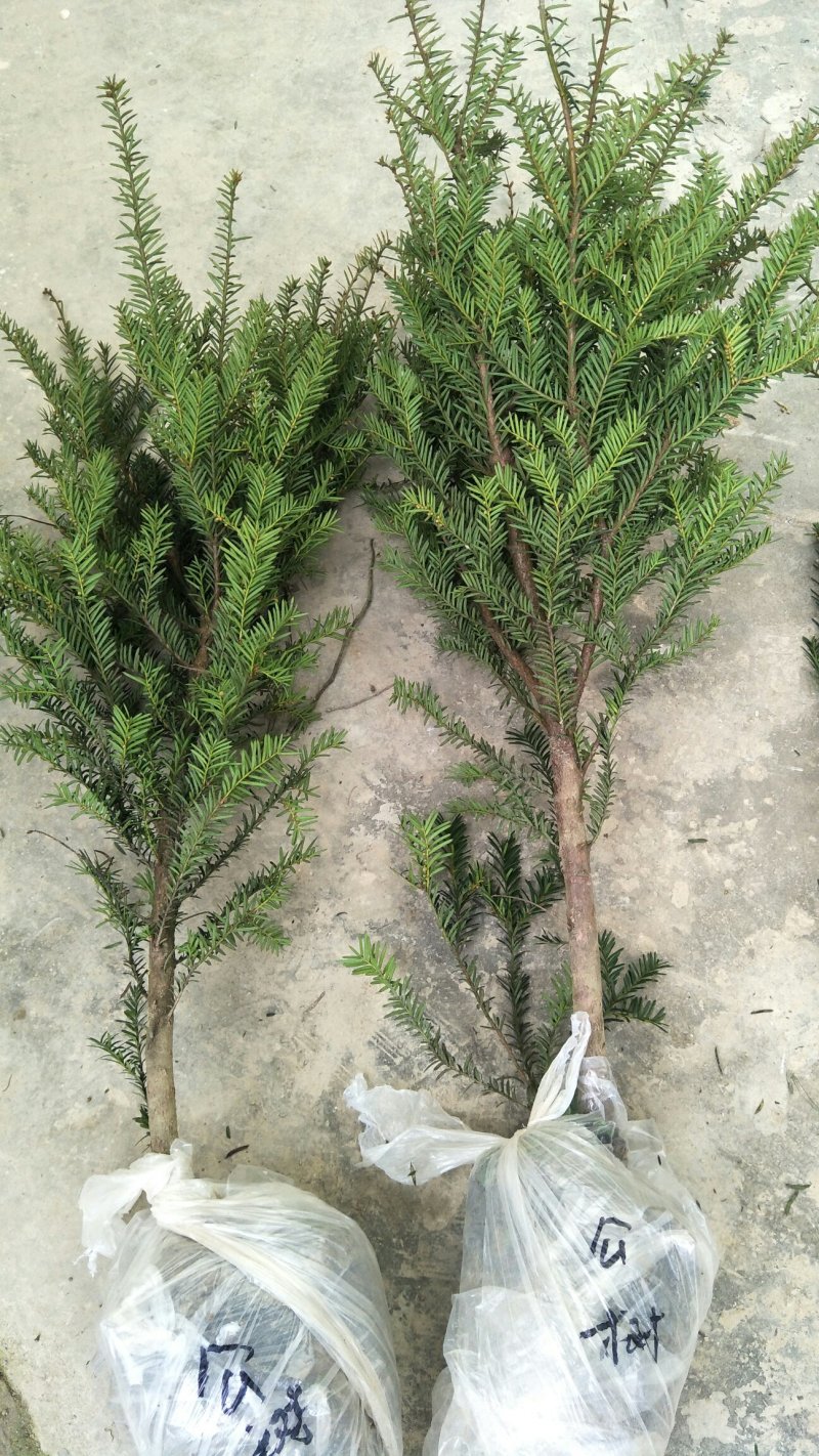 曼地亚红豆杉杯苗挂果母树，带花蕾公树，基地发货无中介包邮