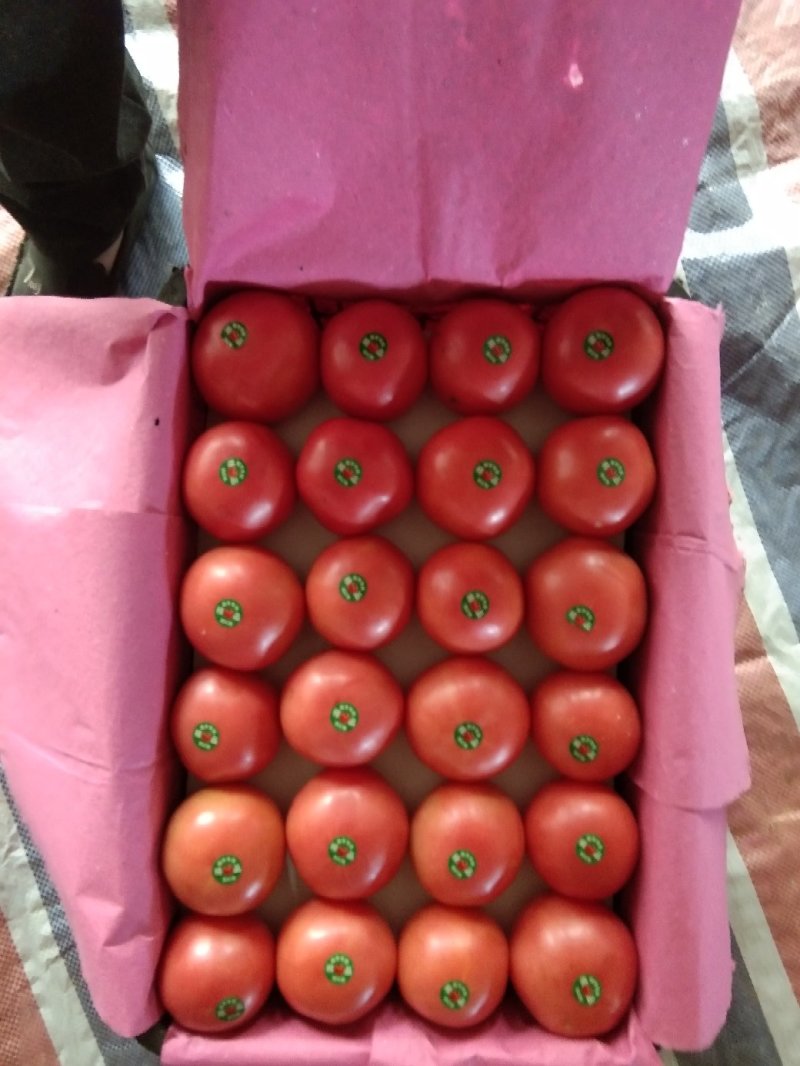 元谋蔬菜露天西红柿粉果。。。。。。。。。