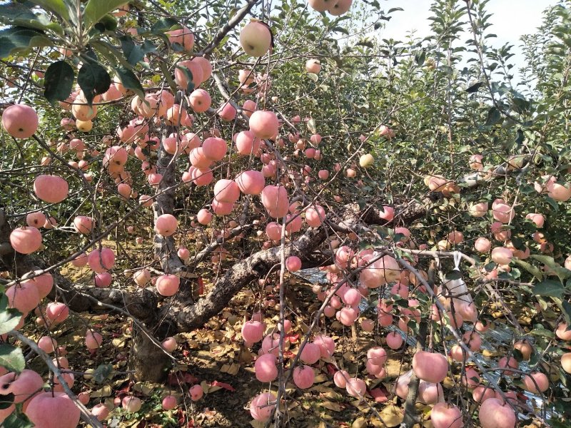 山东平度优质红富士苹果，皮薄，脆甜可口。