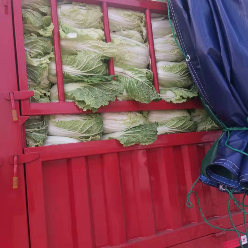 北京新三号白菜4~6斤净菜