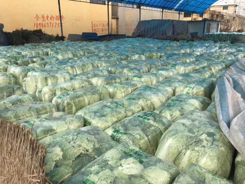北京新三号白菜4~6斤净菜