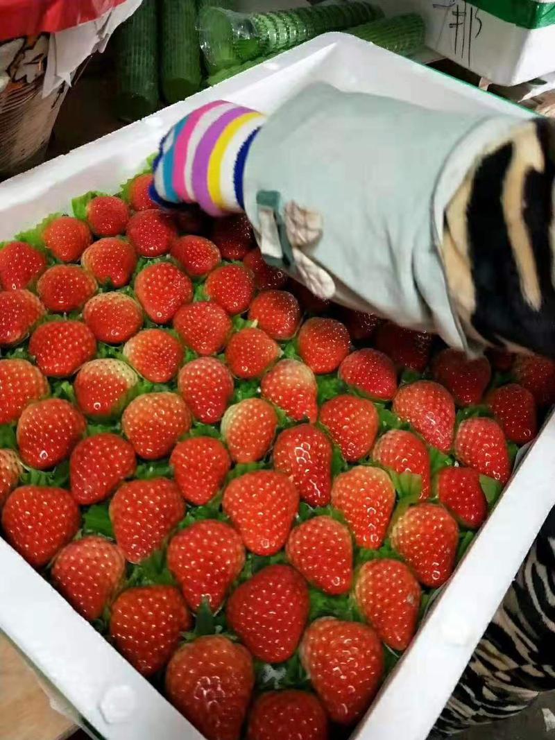 长丰红颜草莓，专业代办，量大无忧，对接全国客商