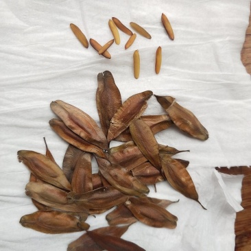 杜仲种子，保证当年新鲜种子发芽率百分之九十