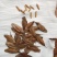 杜仲种子，保证当年新鲜种子发芽率百分之九十