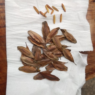 杜仲种子，当年新种子发芽率百分之九十以上，