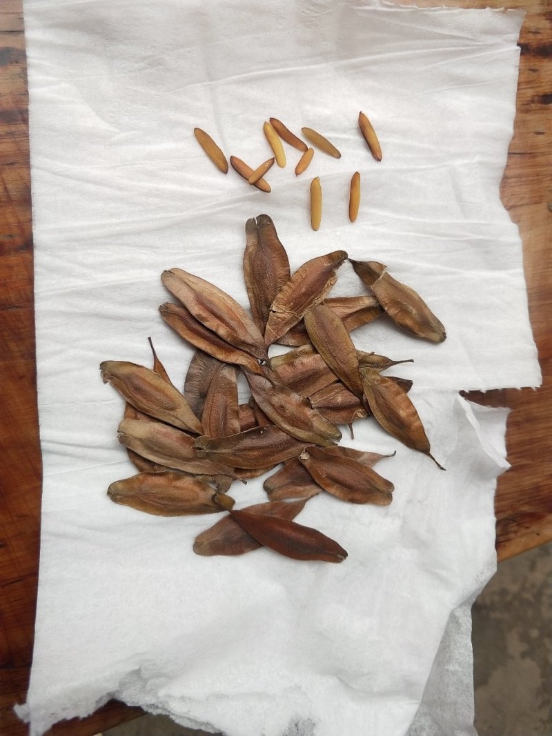 杜仲种子，当年新种子发芽率百分之九十以上，