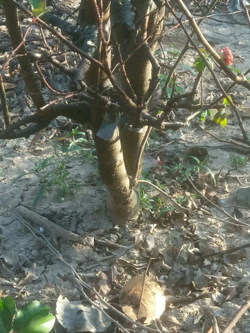 木瓜苗