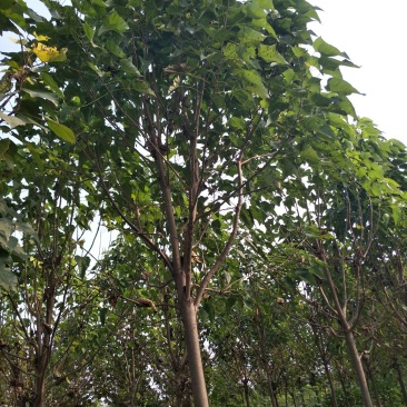 楸树，梓树专供