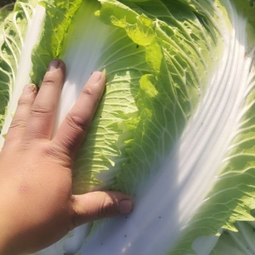 大白菜