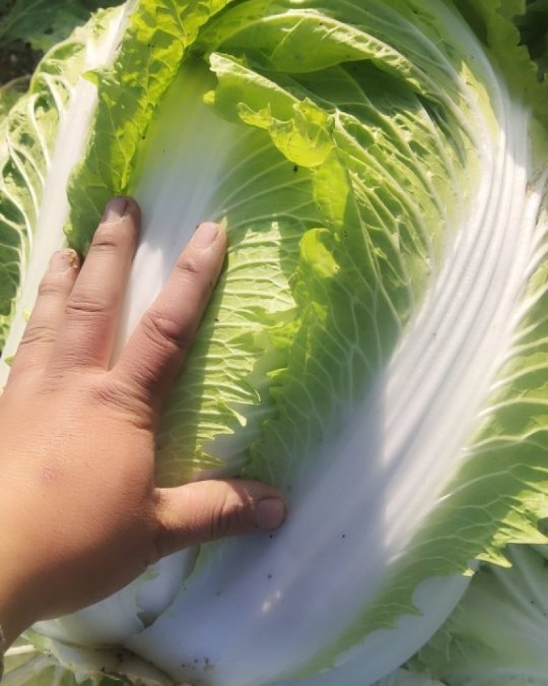 大白菜