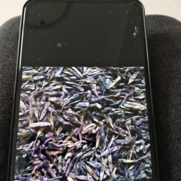 板兰根种子