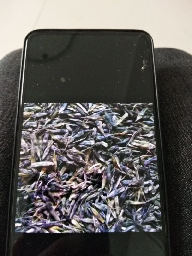 板兰根种子