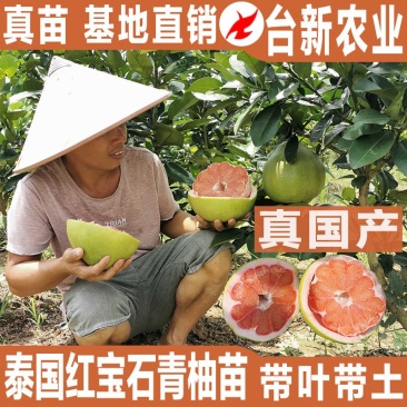 正宗泰国红宝石柚子苗真苗泰国红宝石青柚苗带泥球发货