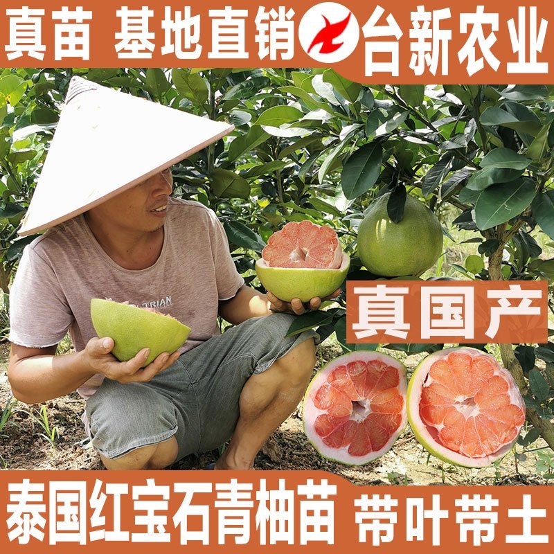 正宗泰国红宝石柚子苗真苗泰国红宝石青柚苗带泥球发货