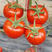 精品西红柿苗大红番茄苗，嫁接苗直播苗常年提供，抗病毒，耐裂