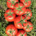 精品西红柿苗大红番茄苗，嫁接苗直播苗常年提供，抗病毒，耐裂