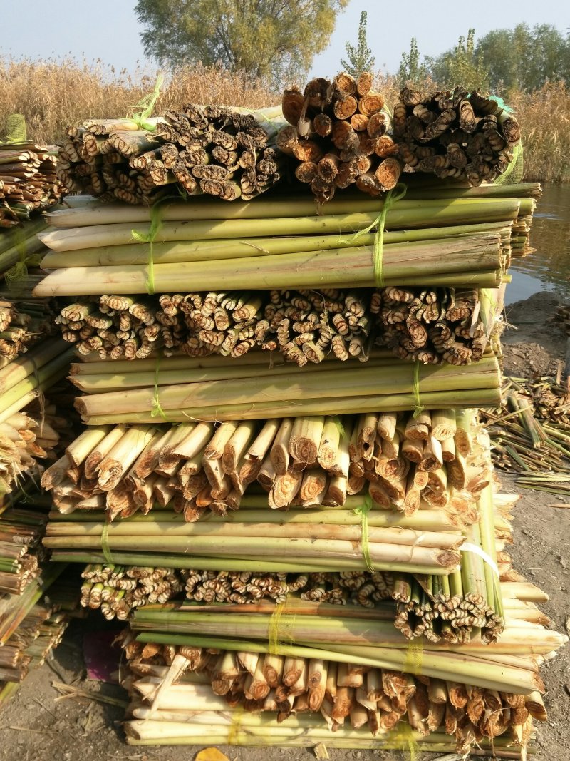 《白洋淀野生蒲草根》
