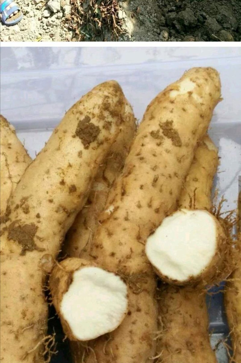 毛薯