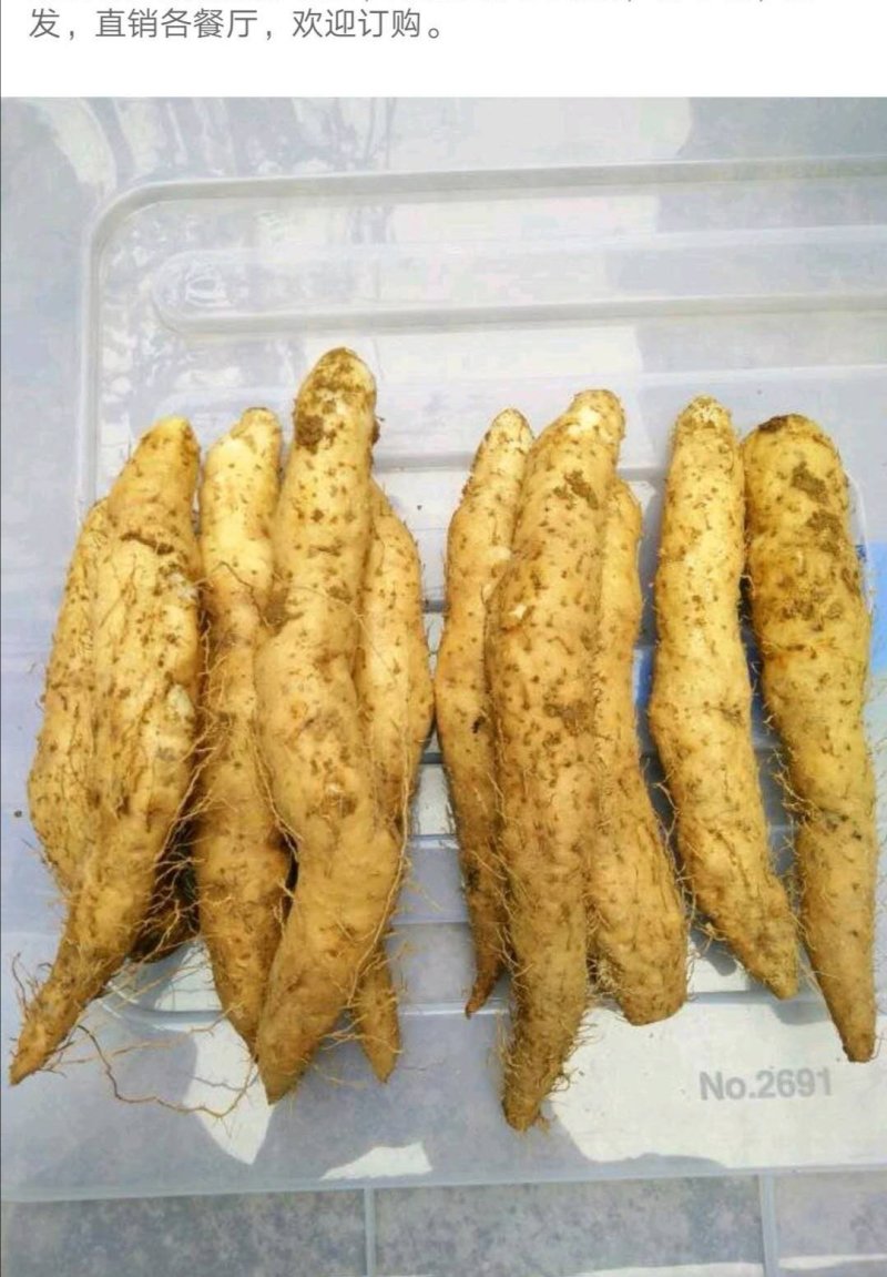 毛薯