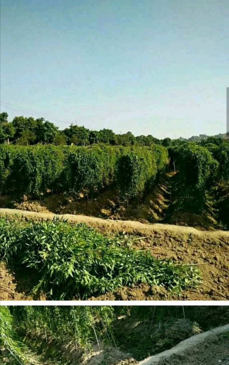 毛薯