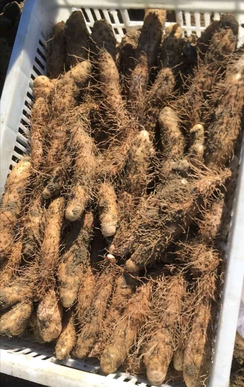 毛薯