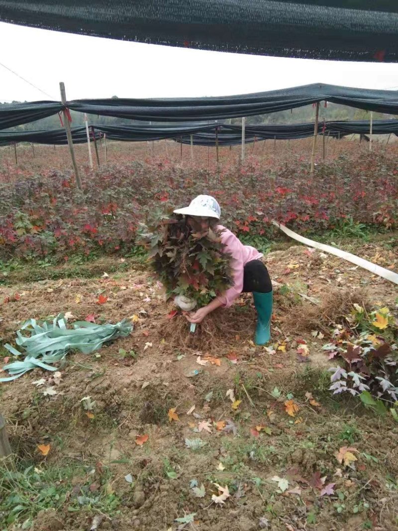 红枫树美国红枫日本红枫