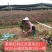 红枫树美国红枫日本红枫