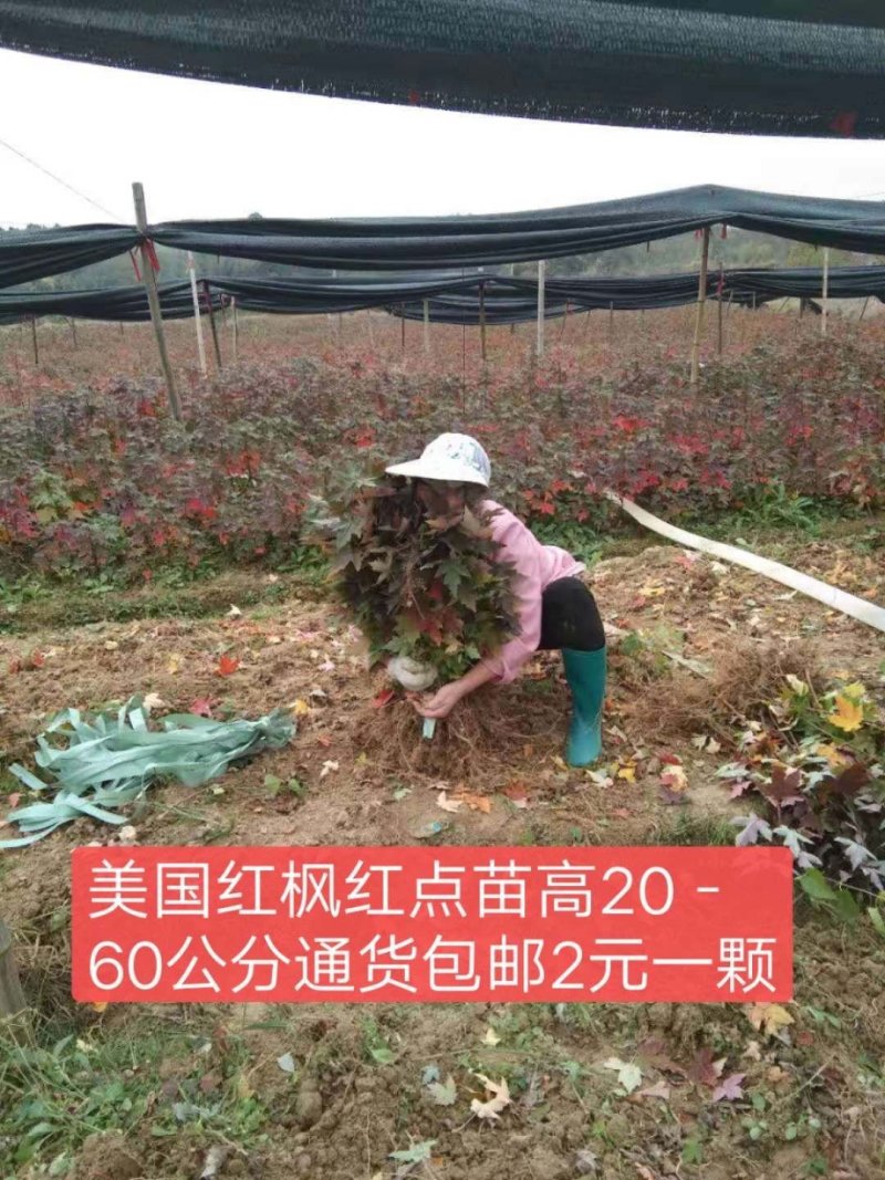红枫树美国红枫日本红枫