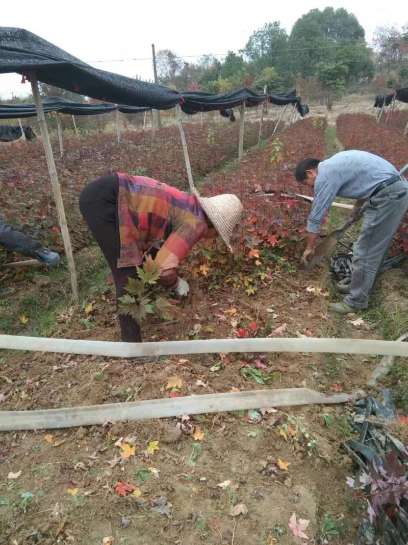 红枫树美国红枫日本红枫
