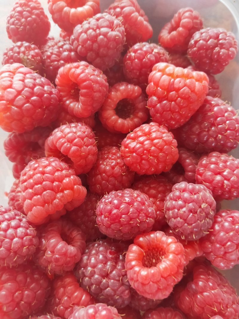 树莓苗，大量批发各种树莓苗。有黑树莓苗，双季红树莓苗