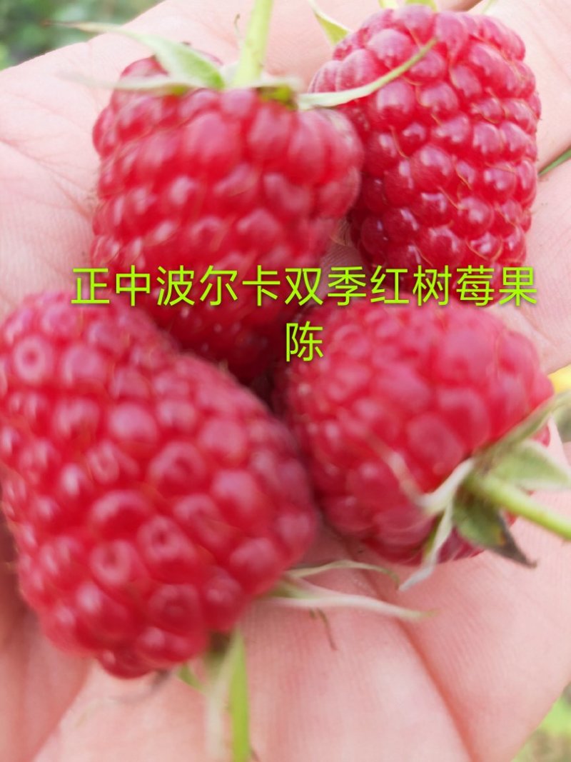 树莓苗，大量批发各种树莓苗。有黑树莓苗，双季红树莓苗