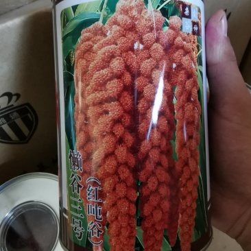 懒谷三号红谷黄米优质谷种产量高抗倒伏（红顿谷系列）