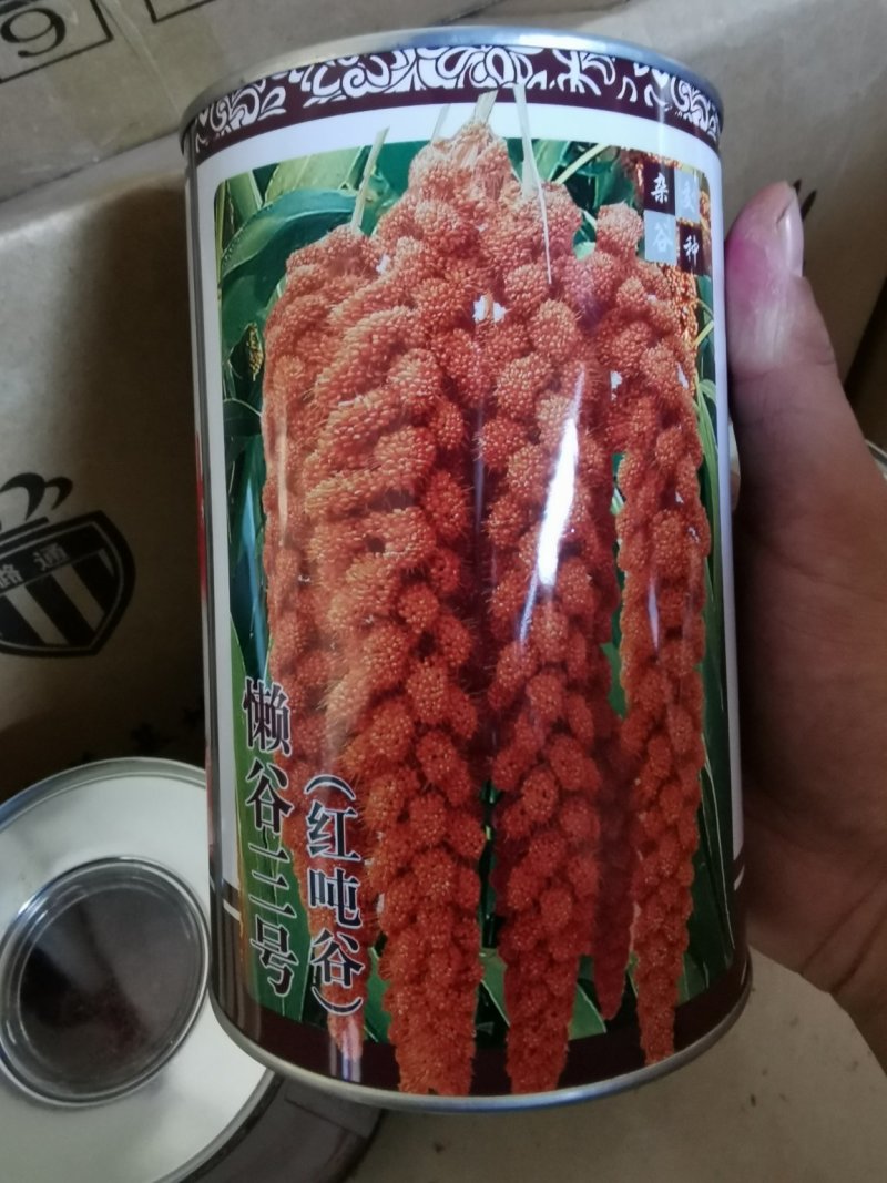 懒谷三号红谷黄米优质谷种产量高抗倒伏（红顿谷系列）