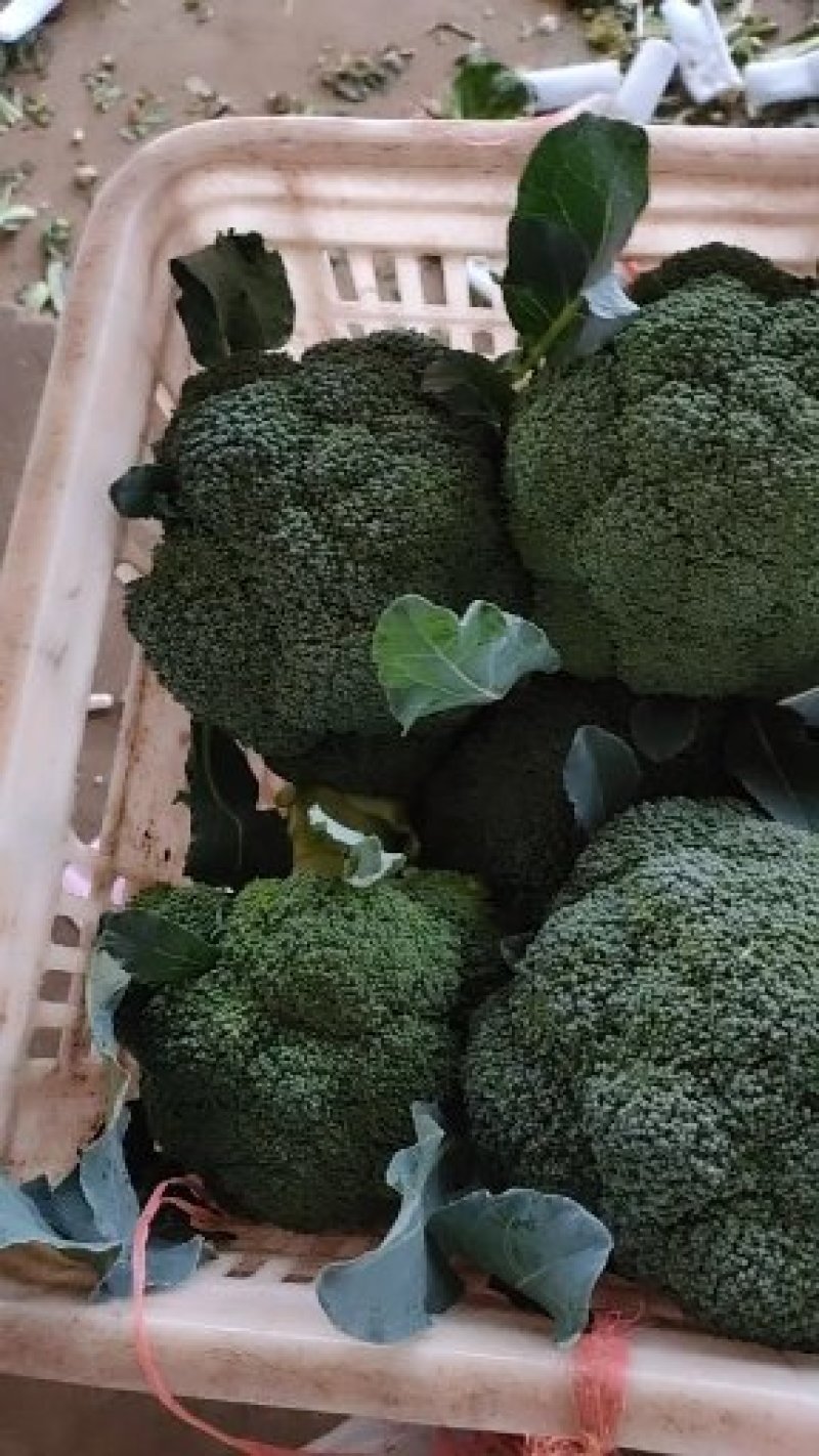 （推荐）西兰花小米粒，一手货源价格美丽欢迎来电