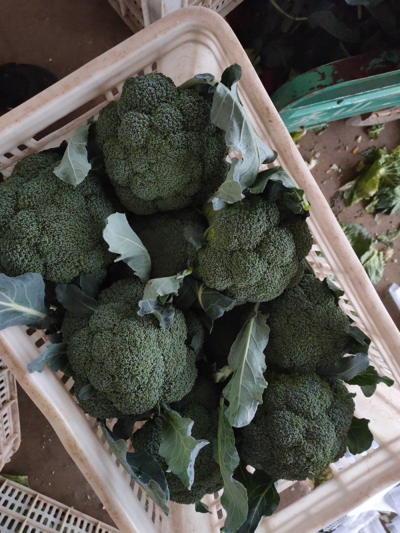 （推荐）西兰花小米粒，一手货源价格美丽欢迎来电