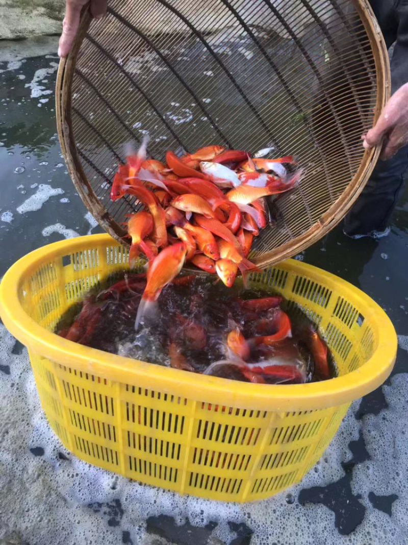 观赏鱼