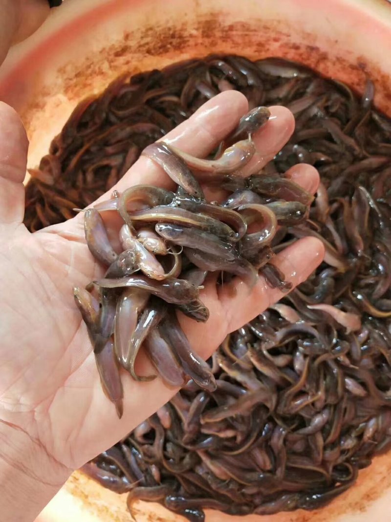 塘虱苗+塘角鱼苗+本地三黄土塘虱苗+滑哥【热卖推荐】