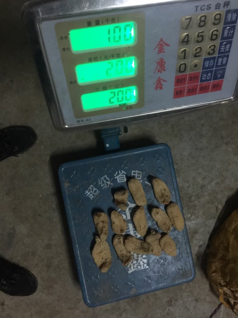 秦岭林下种植天麻、仿野生种植天麻各个等级