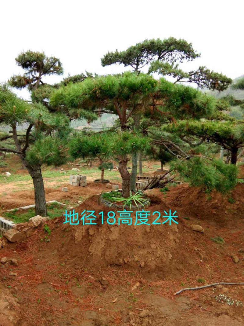 造型黑松造型油松工程造型松平顶松造型松