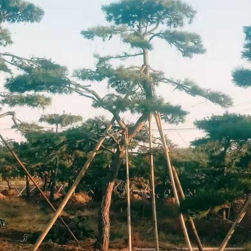 造型黑松造型油松工程造型松平顶松造型松