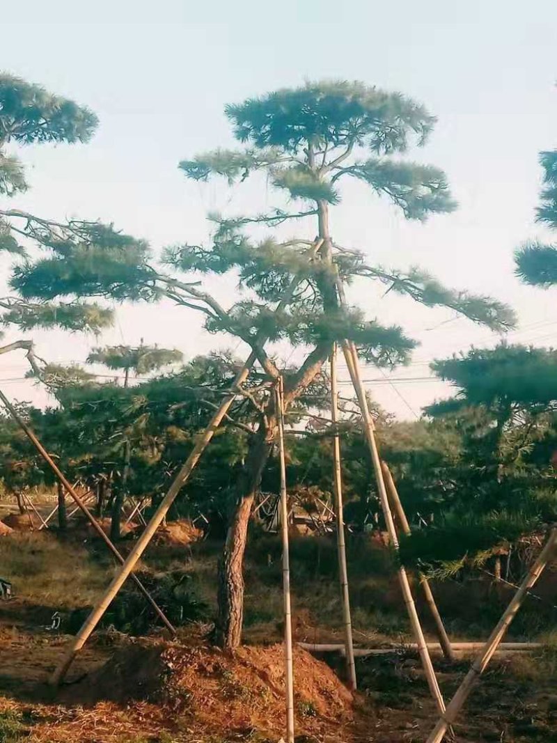 造型黑松造型油松工程造型松平顶松造型松